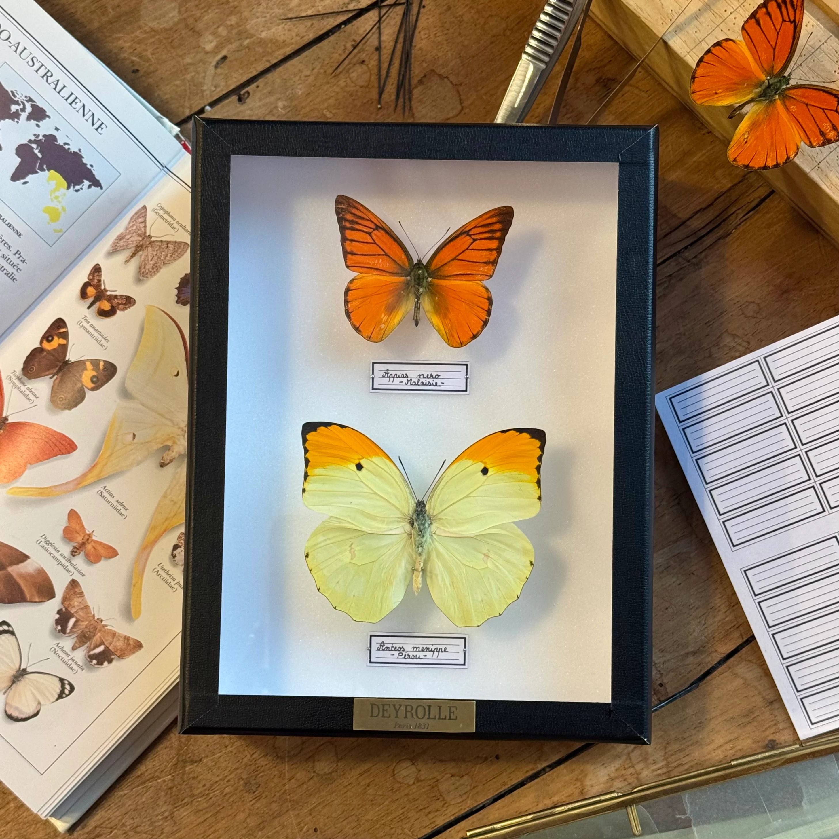 Papillons et Insectes