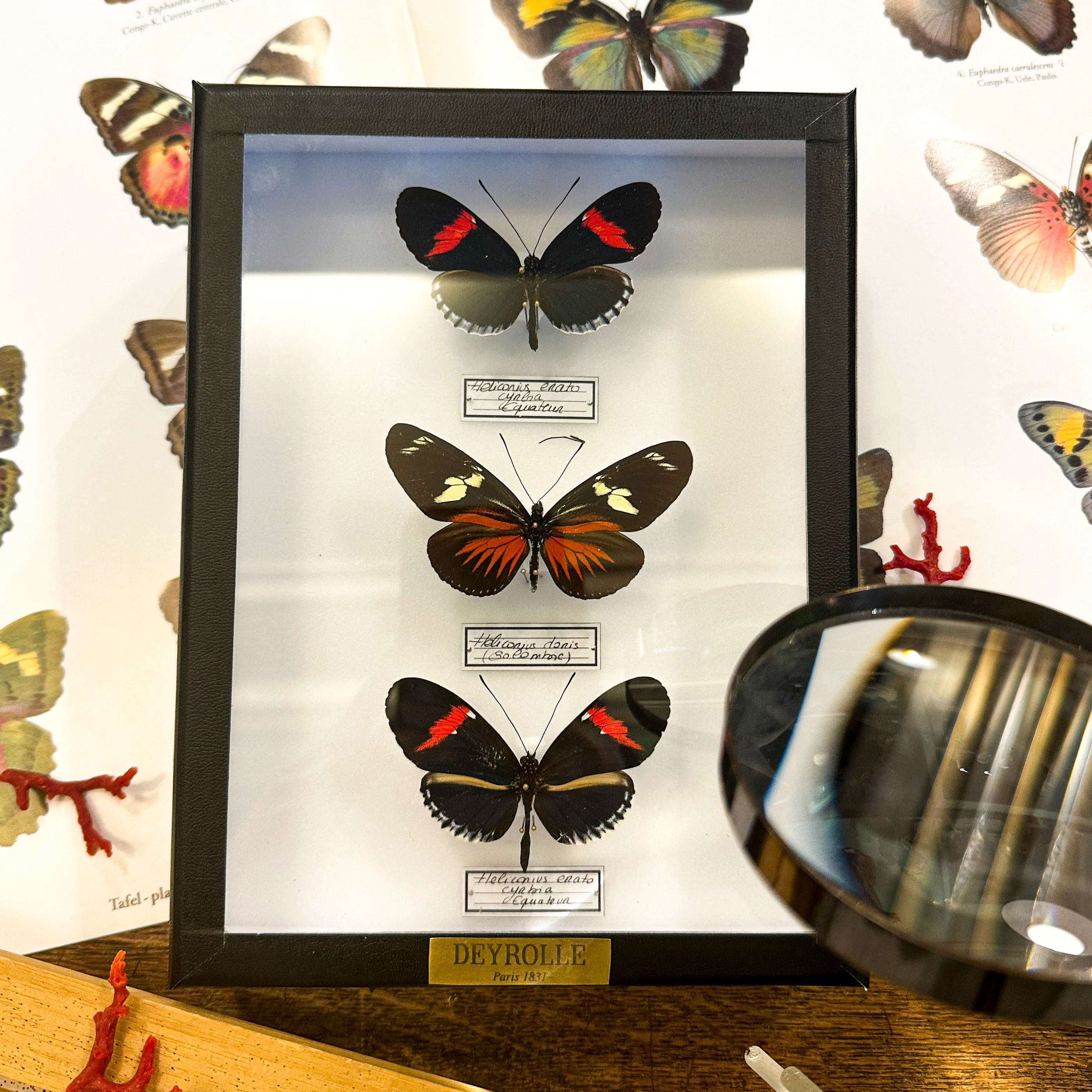 Entomologie