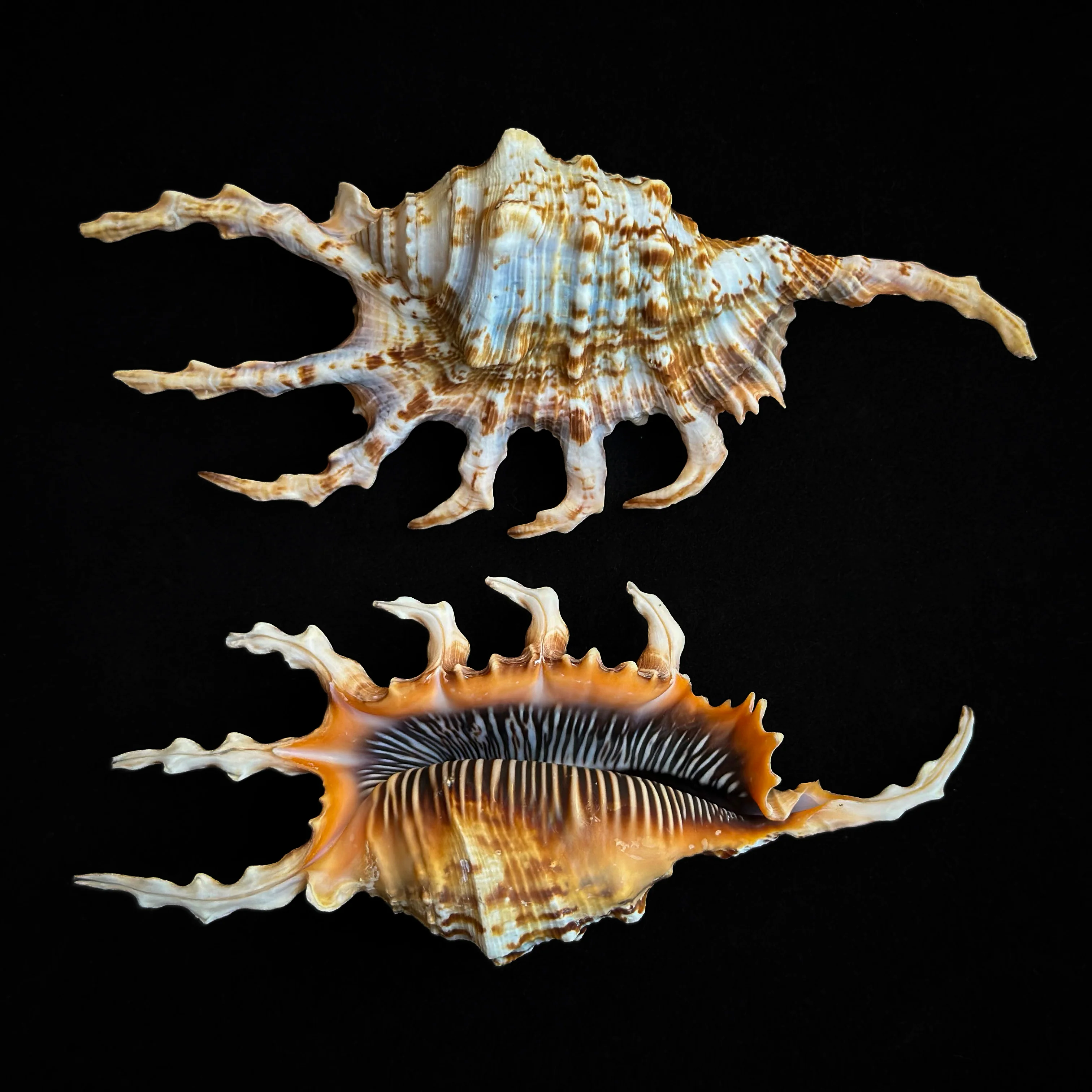 Miniature 1
