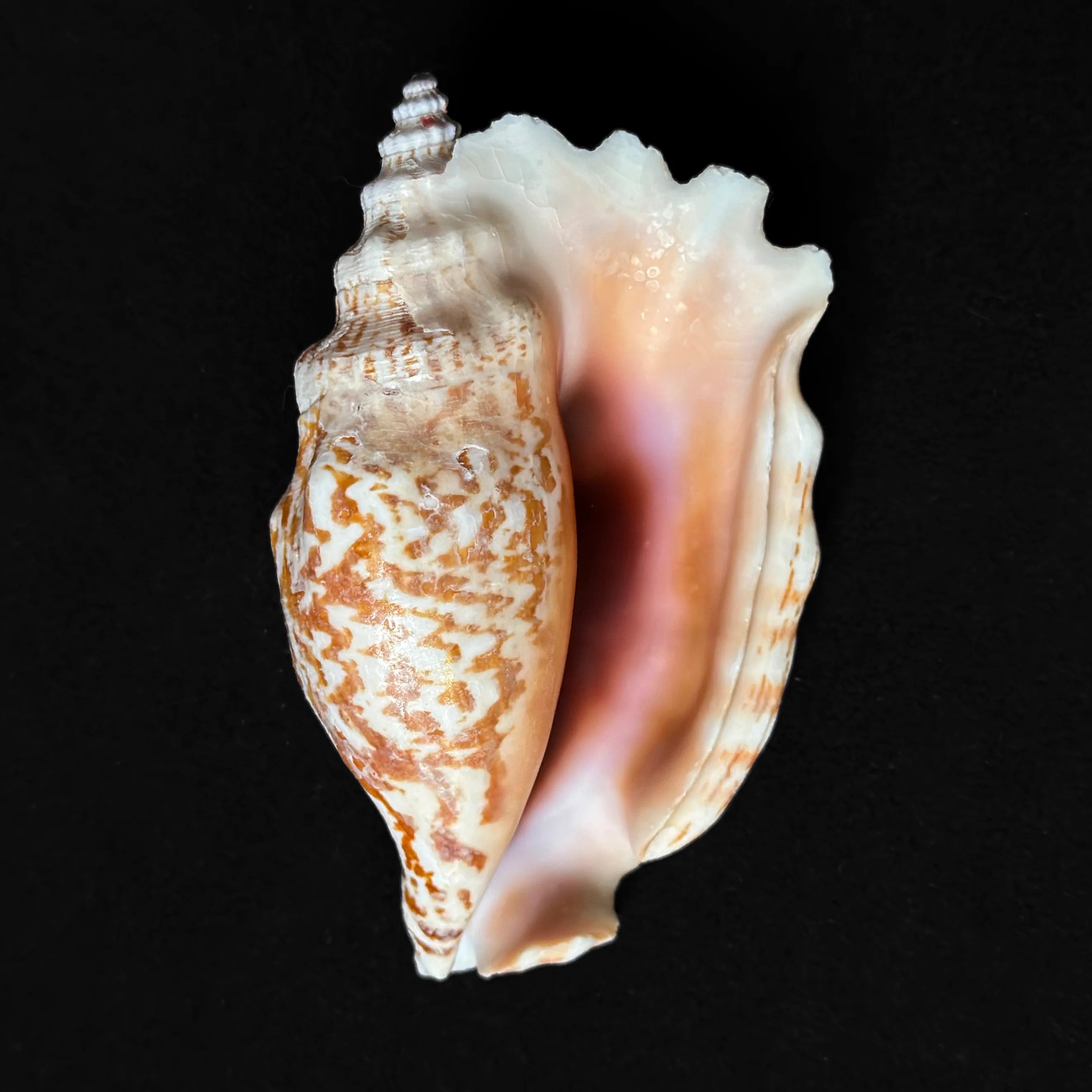 Miniature 1