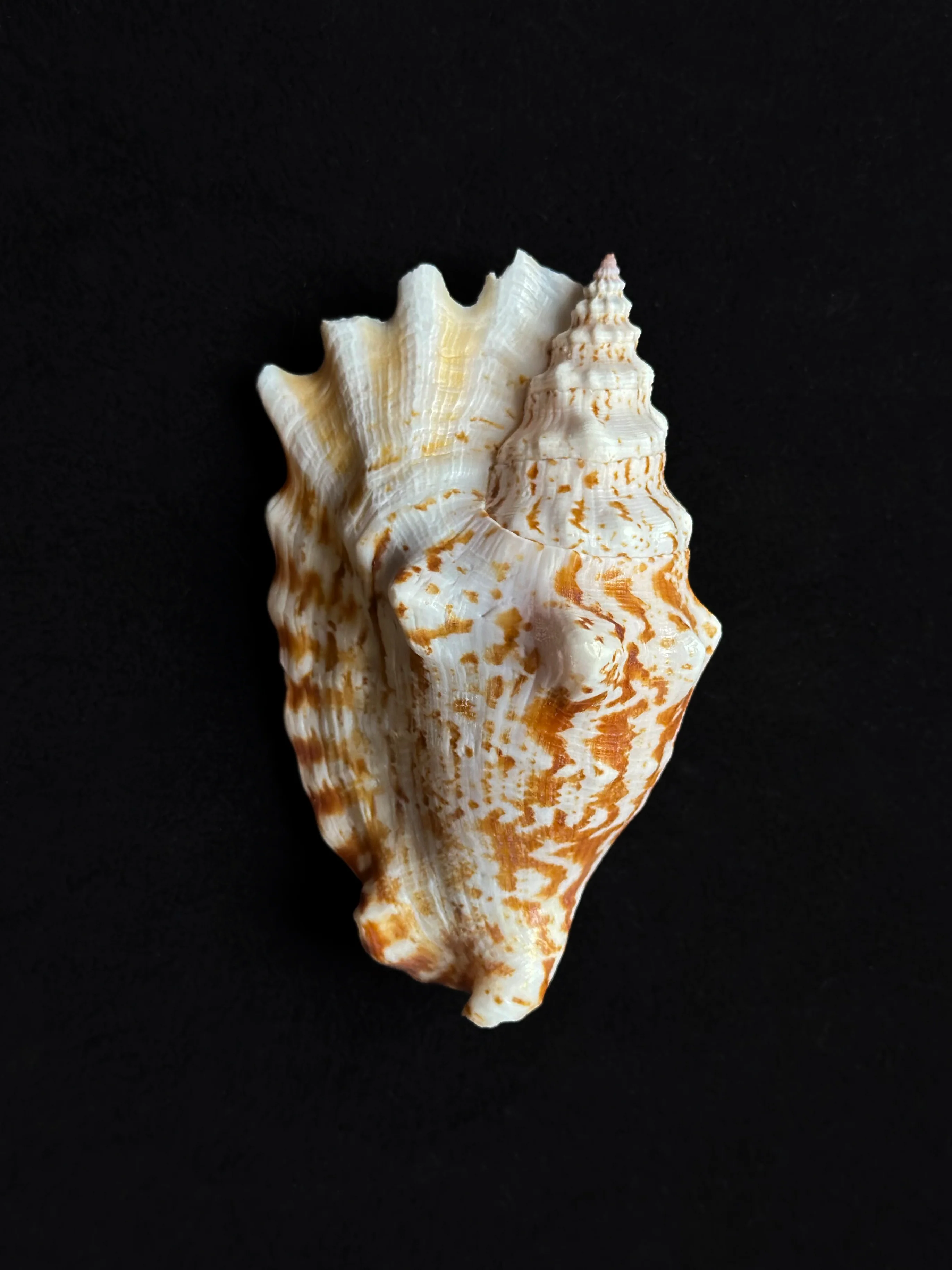 Miniature 2