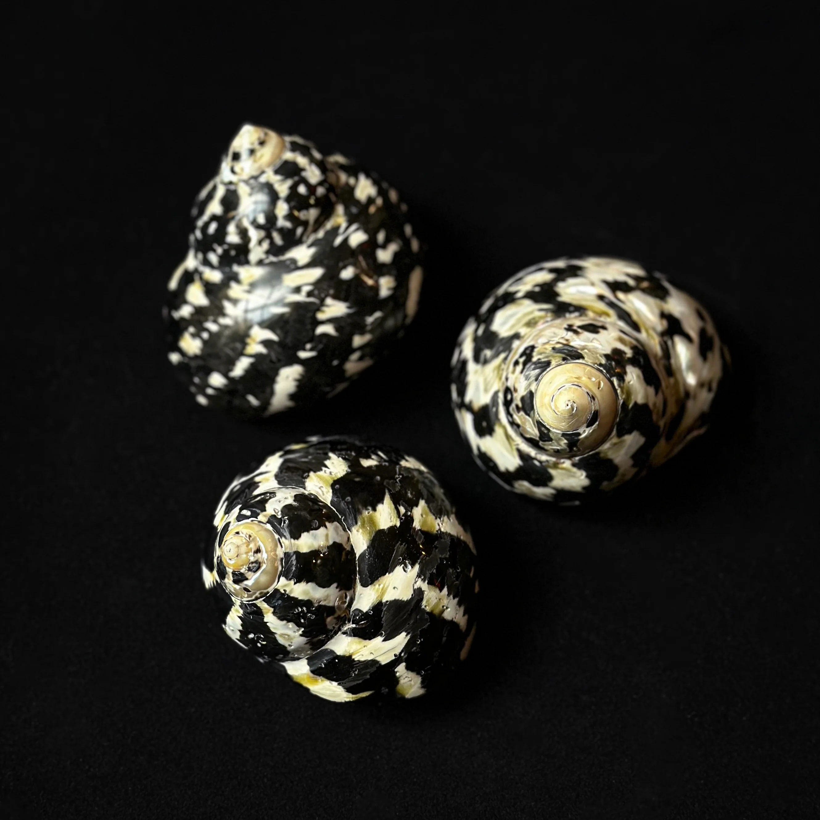 Miniature 1